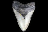 Bargain, Megalodon Tooth - North Carolina #83988-1